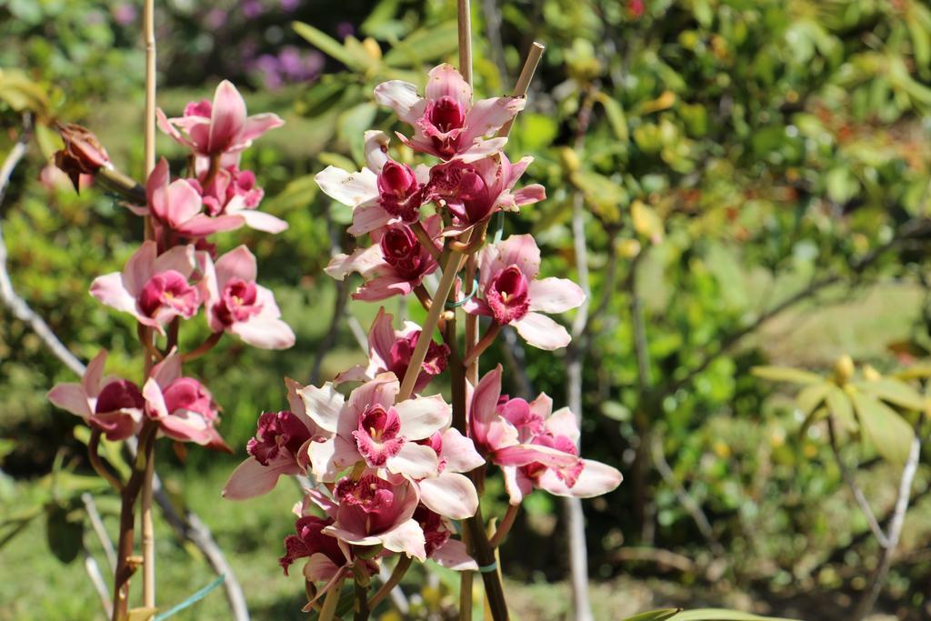 B&B Villa Orchidea Камольї Екстер'єр фото